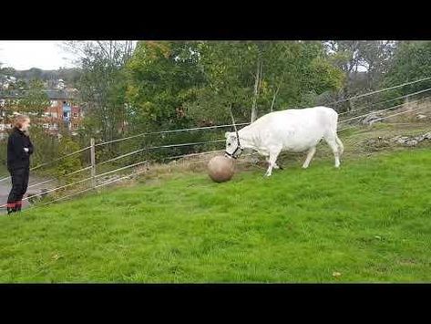 Lotta, the cow, loved playing fetch with her human. Every time her owner would throw the ball, she would run after it and bring it back to her asking for m Cow Playing, Unusual Animal Friends, Big Farm, Cows Funny, Vegan Animals, White Cow, Animal Hospital, Bulldog Puppies, Cute Gif