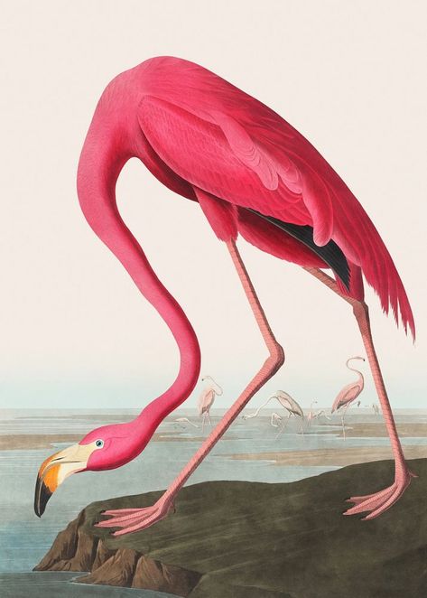 Flamingo Illustration, Vintage Wall Art Prints, Flamingo Painting, Modern Framed Art, James Audubon, Birds Of America, John James Audubon, Art Texture, Bird Wall Art