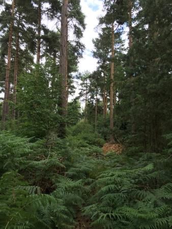 Thetford Forest, Woodland Art, Art Pics, Like Art, Forest Art, Forest Park, Cabins In The Woods, Days Out, Art Pictures