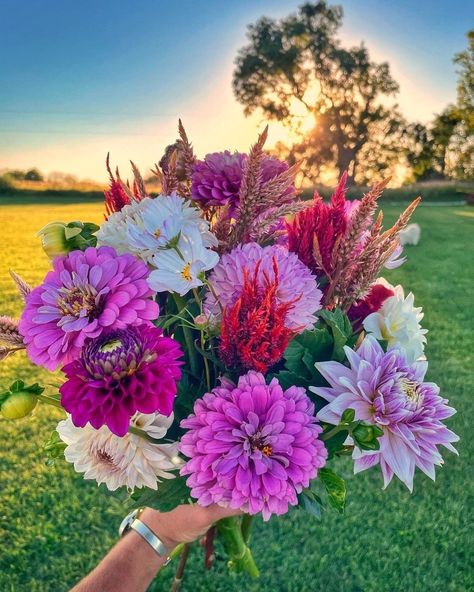 Flower Bouquet Bright Colors, Zinnia Flower Bouquet, Zinnias Wedding, Celosia Bouquet, Zinnia Flower Arrangements, Zinnia Arrangements, Zinnia Wedding Flowers, Zinnia Wedding Bouquet, Dahlia Arrangements