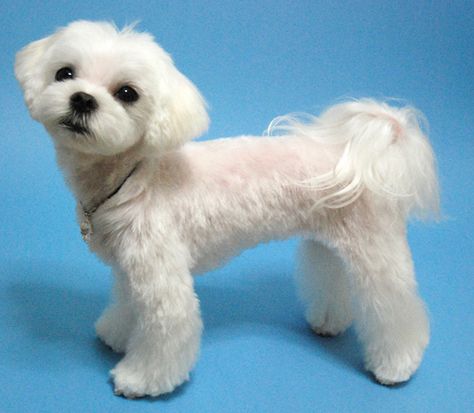 Maltese Teddy Bear Haircut, Maltese Dogs Haircuts, Maltese Haircut, Dog Grooming Styles, Dog Haircuts, Maltipoo Puppy, Super Cute Puppies, Maltese Dog, Dog Cuts