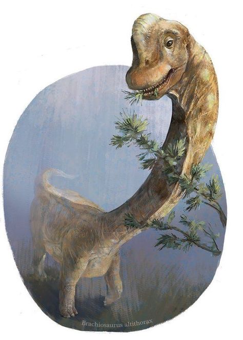 Diplodocus Drawing, Brachiosaurus Illustration, Brachiosaurus Drawing, Brachiosaurus Art, Dinosaur Decals, Dinosaur Images, Jurassic World Dinosaurs, Paleo Art, Extinct Animals