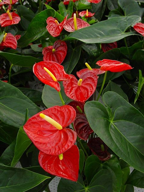 Anthurium, is a genus of about 1000 species of flowering plants, the largest genus of the arum family, Araceae. General common names include anthurium, tailflower, flamingo flower, and laceleaf. Laceleaf Plant, Green Anthurium, Anthurium Plant, Anthurium Flower, Indoor Flowering Plants, Flamingo Flower, Flower Identification, Flora Flowers, Lovely Flowers Wallpaper