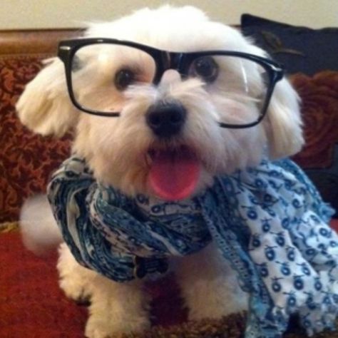 Hipster Dog, Dog With Glasses, Cuddly Animals, Silly Dogs, Super Cute Animals, Funny Animal Pictures, Animals Friends, Funny Animal Videos, I Love Dogs