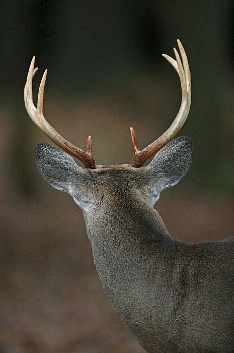 Deer Eyes, Deer Ears, Whitetail Deer Pictures, African Buffalo, Stag Deer, Deer Pictures, Roe Deer, Whitetail Deer, Deer Hunting