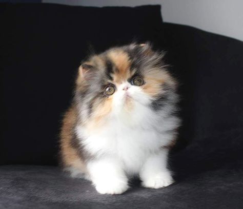 Persian Cats, Persian Kittens, Cute Little Kittens, Baby Kittens, Persian Cat, Cute Cats And Kittens, Cute Animal Pictures, Cute Kittens