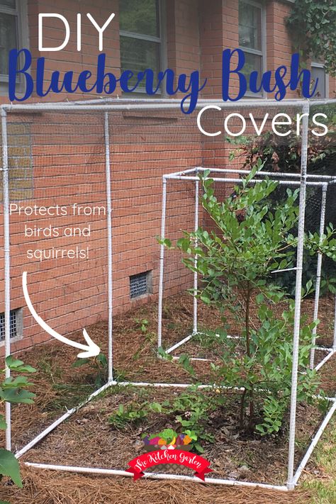 Protect blueberry bushes, tomato plants, or anything else you have growing from birds and squirrels with this easy to assemble covers. Using PVC and wildlife netting, create re-useable covers that will protect your harvest. Growing blueberry bushes | garden | fruit trees | fruit bushes | backyard | container garden How To Protect Blueberry Bushes, Protecting Blueberry Bushes, Fruit Tree Covers, Garden Protection From Birds, How To Protect Blueberries From Birds, Protect Blueberry Bushes From Birds, Protecting Blueberries From Birds, Blueberry Garden Design, Blueberry Bushes Growing