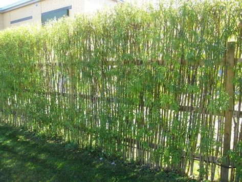 8 Living Fence Ideas to beautify your Outdoor Space - Matchness.com Privacy Fence Decorations, Living Privacy Fences, Living Willow Fence, Cerca Natural, Pagar Modern, Bamboo Garden Fences, Willow Fence, Taman Diy, Living Willow