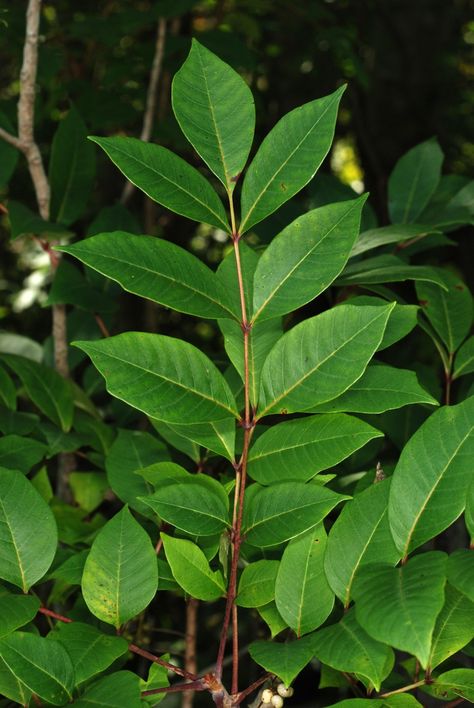 Toxicodendron vernix (Poison Sumac, Swamp Sumac, Thunderwood) | North Carolina Extension Gardener Plant Toolbox Poison Oak Remedies, Poison Sumac Plant, Poison Plants, Poison Sumac, Growing Trees, Poison Oak, Poisonous Plants, Horror Tattoo, Small Farm