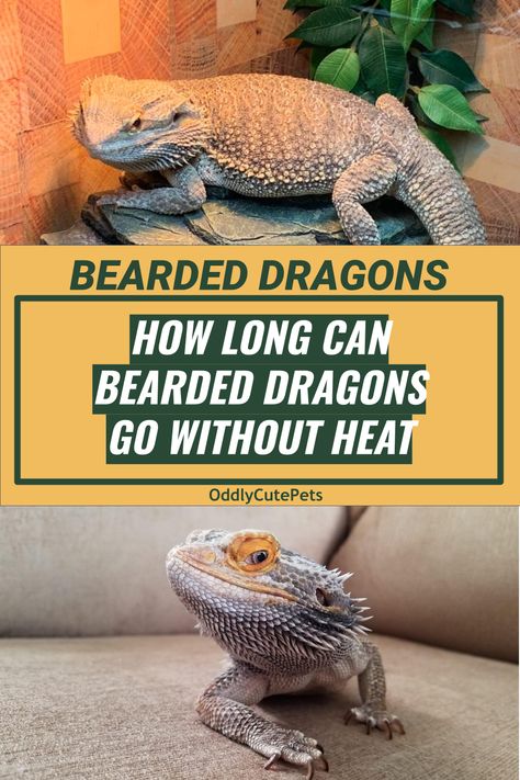 Bearded Dragon Harness, Bearded Dragon Terrarium Ideas, Bearded Dragon Clothes, Lizard Habitat, Bearded Dragon Diy, Bearded Dragon Enclosure, Bearded Dragon Terrarium, Bearded Dragon Cage, Bearded Dragon Habitat