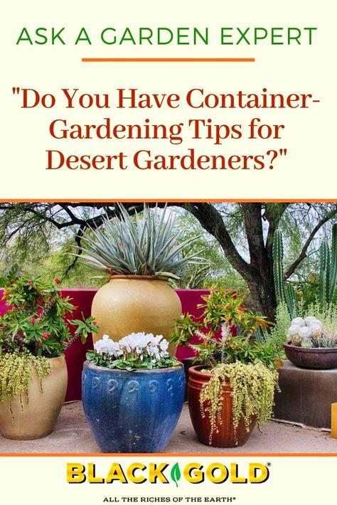 “I live in the Sonoran Desert of Arizona, so I have to garden in containers that can be moved when it gets hot. What is the best thing I can do for plants that are confined in containers in a hot climate like this?” Question from Jacqueline of Casa Grande, Arizona #desert #garden #container #xeric #dry #gardening #potted #plants Garden In Containers, Small Garden Pots, Arizona Plants, Casa Grande Arizona, Potted Plants Patio, Container Herb Garden, Arizona Gardening, Garden Container, Potted Plants Outdoor