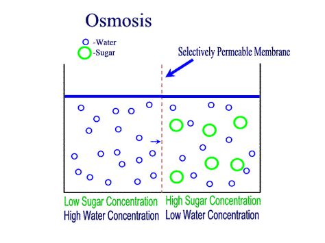 Difference between Diffusion and Osmosis Diffusion And Osmosis, Learning Biology, Diffusion Osmosis, Tissue Biology, Human Cell, Osmotic Pressure, Animal Cells, Human Physiology, Chemistry Projects