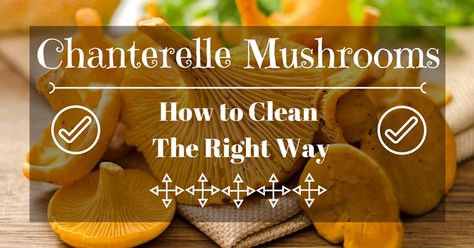 Cleaning chanterelles is not as easy as you think. That’s why we’re here to help you. Here, you’re going to know how to clean chanterelles the right way. How Do You Clean, Emergency Preparedness, Party Food, You Think, Thinking Of You, Stuffed Mushrooms