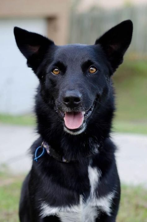 Australian Puppies, Australian Kelpie Dog, Animals Jokes, Australian Kelpie, Aussie Dogs, Collie Mix, Dogs Lover, Animal References, Australian Shepherds