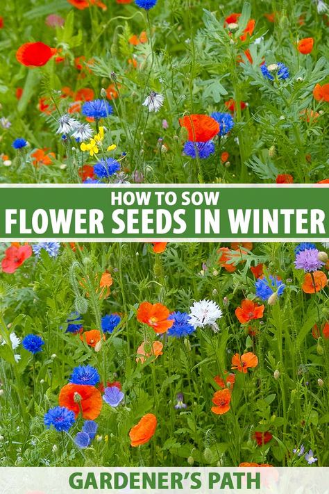 Planting Flower Seeds, Planting Flowers From Seeds, Garden Well, Winter Sowing, Seedlings Indoors, Starting Seeds Indoors, Spring Wildflowers, Seed Saving, Garden Pests