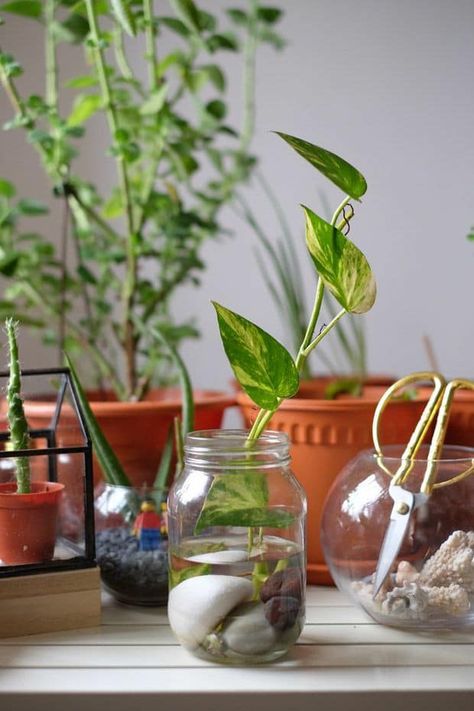 Plant In Glass Bottle, Money Plant In Water, Plants In Glass Jars, Money Plant Care, Grow Money, Tanaman Air, Plant In Glass, Indoor Plants Styling, Aesthetic Plants