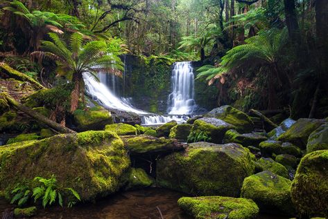 Mata Atlântica: fauna, flora, clima, hidrografia [resumo] Australia Photography, Tasmania Australia, Forest Landscape, Water Colour, Tasmania, Fantasy Landscape, Canvas Home, Natural World, Cookware