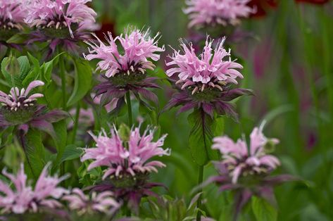 Different Types Of Bees, Bee Balm Flower, Lilac Varieties, Geranium Rozanne, Butterflies And Hummingbirds, Cranesbill Geranium, Types Of Bees, Hummingbird Garden, Coastal Gardens