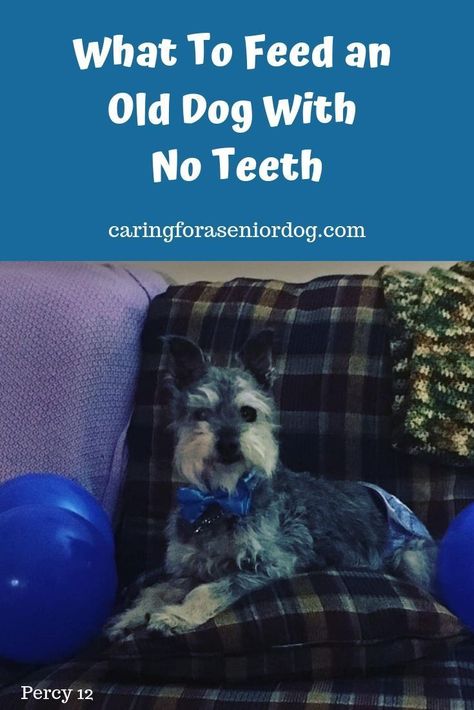 It's not uncommon for old dogs to have dental issues, particularly if you rescue a senior dog. I know there is concern about what to feed a dog with just a few teeth, or even no teeth. Here is some advice! #dogwithnoteeth #toothlessdog #seniordogcare #petdentalhealth #dogdentalhealth #olddogs What To Feed Dogs, Senior Dogs Care, Senior Dog Food Recipes, Dog Dental Health, No Teeth, Dog Wellness, Elderly Dogs, Pet Tips, Old Dog