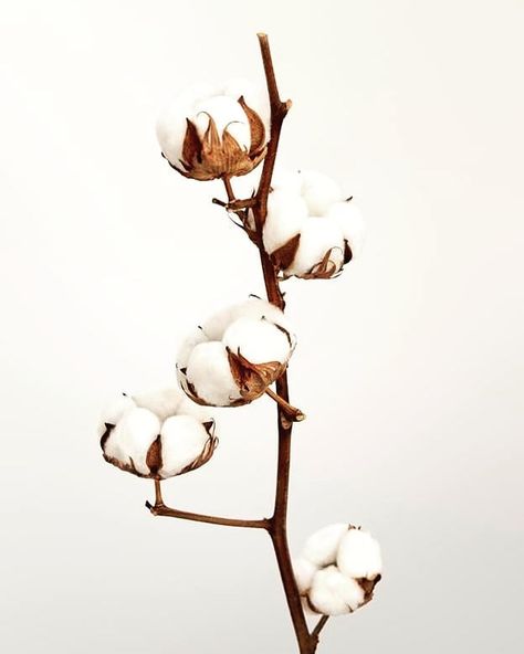 Winter Botanicals, Cotton Aesthetic, Cotton Bouquet, Linen Flower, Linen Press, Cotton Plant, Cotton Blossom, Cotton Flower, Plant Wallpaper