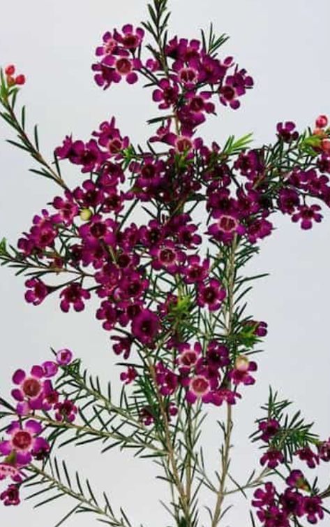 Waxflower - Chamelaucium Jewel Tone Wedding Colors, Cat Safe Plants, Floral Design Classes, Flower Identification, Wax Flower, Popular Flowers, Garden Greenhouse, Wax Flowers, Flowering Shrubs