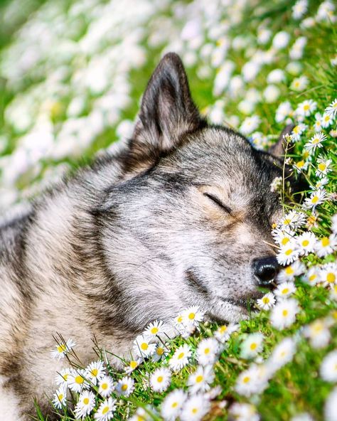 Sleeping Wolf, Ancient Egypt Pyramids, Wolf Spirit Animal, A Better Tomorrow, Wolf Drawing, Wolf Spirit, Better Tomorrow, Pretty Animals, Tag Your Friends