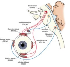 Oculomotor Nerve, Nervous System Parts, Nerve Anatomy, Eye Muscles, Eye Anatomy, Brain Anatomy, Cranial Nerves, Medical School Studying, Human Anatomy And Physiology