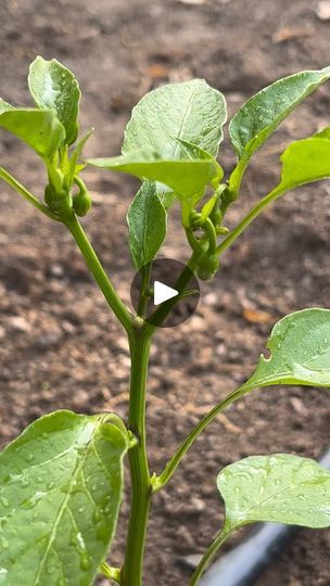 Pepper Plants Growing, Companion Plants For Peppers, Pepper Plants Growing Tips, Topping Pepper Plants, Overwintering Geraniums, Grow Bell Peppers From Scraps, Overwintering, Root Growth, Root System