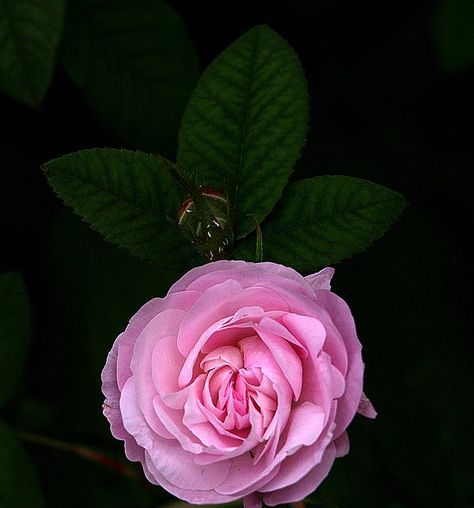 Damask | Blush Damask | Maribel | Flickr Pink Baroque Aesthetic, Damask Rose Aesthetic, Pink Damask Wallpaper, Pink Rose Bush Aesthetic, Duchesse De Brabant Rose, Damask Rose, Rosé Aesthetic, Damask, Blush