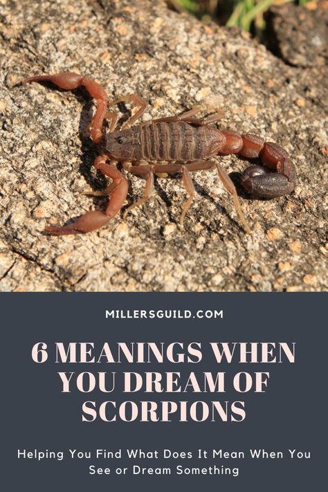 6 Meanings When You Dream of Scorpions 2 Constellations In The Sky, Keep Dreaming, Dream Meanings, Spiritual Meaning, You Dream, Forgiving Yourself, Subconscious Mind, Making Mistakes, Scorpion