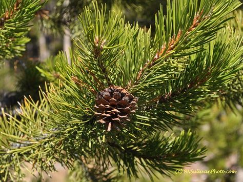 Lodgepole Pine Tree, Lodgepole Pine, Jackson Wyoming, Pine Needles, Ground Cover, Pine Tree, Wyoming, Dandelion, North America