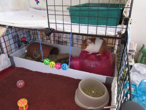 How to poop, potty, or litter box train your guinea pigs? Critter Nation Cage, Box Train, Guinea Pig Diy, Potty Train, Pet Guinea Pigs, Guinea Pig Cage, The Cage, Boxing Training, Pet Life