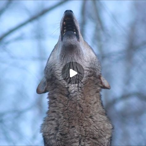 Wolf Conservation Center on Instagram: "With just 18 red wolves known to remain in the wild, he could be the last one you hear 🐺

Generally smaller than gray wolves + a bit larger than coyotes, the red wolf is the world's most endangered canid. Six red wolves currently call the Wolf Conservation Center home but we hope they have a wild future. #redwolves #wolves 

Howling credit: Moose, 2010 - 2014" Gray Wolves, Wolves Howling, Red Wolves, Wolf Conservation Center, What A Beautiful World, Red Wolf, Grey Wolf, Wolf Howling, The Wolf