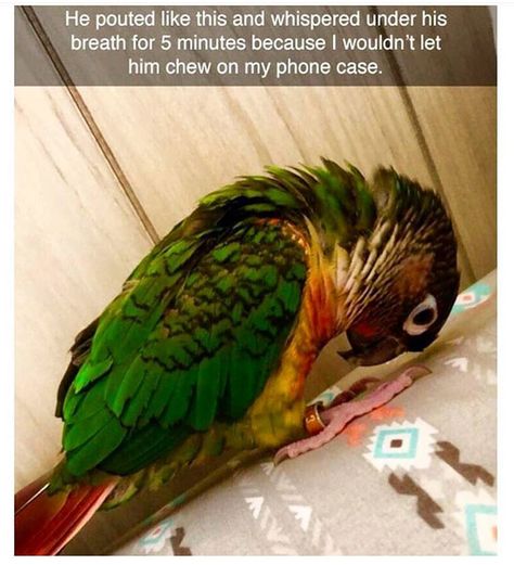 Just 19 Hilarious Bird Memes That Will Make You Fly Photos Funny, Animal Humor, Funny Animal Memes, Cane Corso, Cute Animal Pictures, Funny Animal Pictures, Animal Love, Cocker Spaniel, Animal Memes