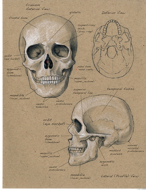 Fina proportioner.                                                       … Anatomy Sketchbook, Human Skull, Facial Features, A Drawing, Different Types, Anatomy, Bones, Facial, Human