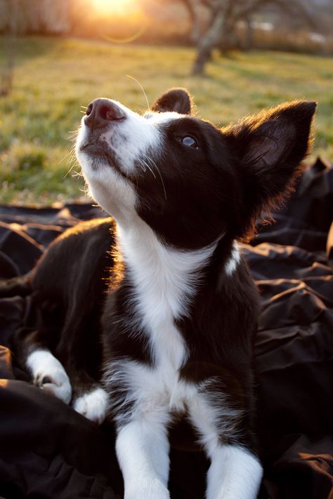 Short Haired Border Collie, Collie Puppies, Border Collie Puppies, Labrador Retriever Puppies, Herding Dogs, Australian Shepherds, Border Collie Dog, Border Collies, Collie Dog