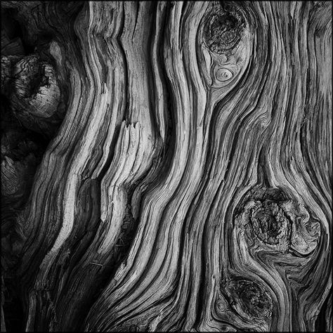 Old Tree wrinkles by aponom.deviantart.com on @DeviantArt Driftwood Texture, Tree Bark Texture, Tree Drawings Pencil, Tree Textures, Driftwood Wall Art, Texture Drawing, Tree Sketches, Texture Inspiration, Old Tree