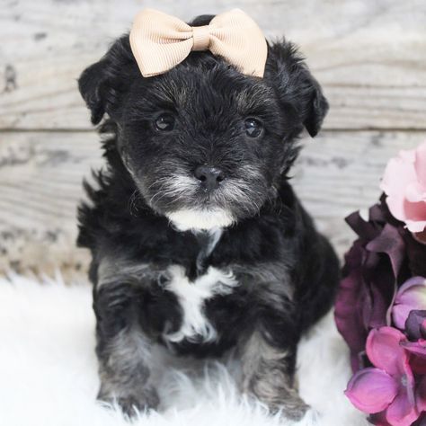 Kellen, a Brindle Female Shihpoo Puppy 754582 | PuppySpot Shipoo Puppies, Shihpoo Puppies, Shih Poo Puppies, Social Media Privacy, Cuddle Love, Shih Poo, Going Home, New Puppy, Puppies For Sale