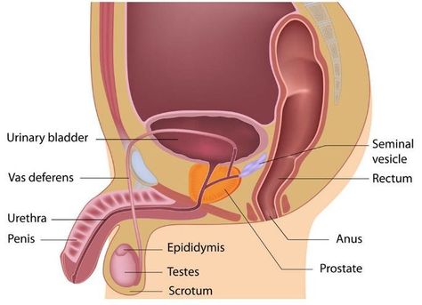 prostate gland diagram Male Reproductive System, Prostate Gland, Prostate Health Men, Anatomy Medical, Health Essentials, Basic Anatomy And Physiology, Neet Exam, Female Reproductive System, Human Body Anatomy