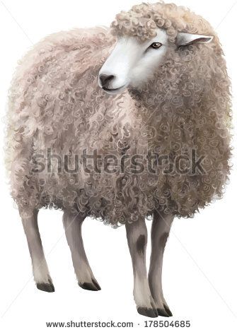 Vector illustration of Front view of a Sheep looking away. Illustration isolated on white background - stock vector Sheep Clip Art, Sheep Vector, Bunny Baby Shower, Vector Free Download, Front View, Goats, Sheep, White Background, Stock Vector