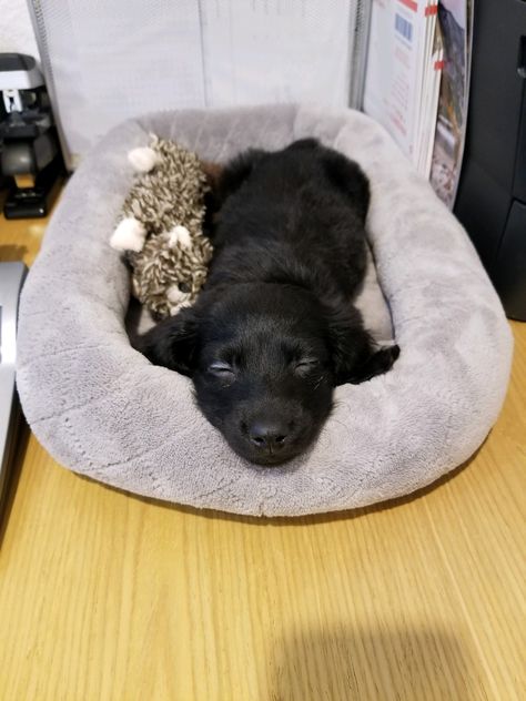 8 week old solid black long hair dachshund. Black Dachshund Long Hair, Black Long Haired Dachshund, Long Hair Dachshund, Long Haired Miniature Dachshund, Black Long Hair, Black Dachshund, Dream Pet, Dapple Dachshund, Dog Pics