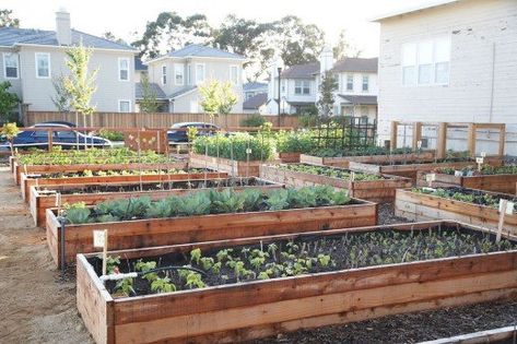 Food Not Lawns, Inexpensive Raised Garden Beds, Making Raised Garden Beds, Bed Cheap, Cheap Raised Garden Beds, Building Raised Beds, Raised Garden Bed Kits, Best Greenhouse, Building Raised Garden Beds