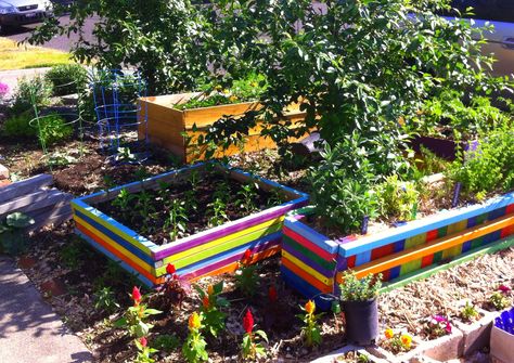 Painted raised garden beds in my front yard garden Raised Garden Beds Painted, Painting Raised Garden Beds, Painted Raised Beds, Painted Garden Beds, Painted Raised Garden Beds, Greenhouse Living, What To Paint, Garden Prepping, Building A Raised Garden