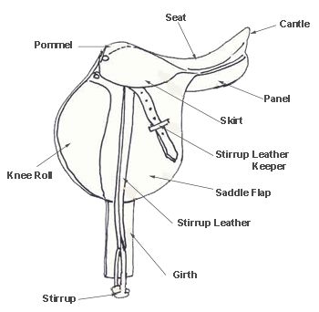 Down the Bridle Path: Basic Tack Parts Of An English Saddle, Parts Of A Saddle, Clinton Anderson, English Horse Tack, Horse Lessons, Horse Information, Saddle Rack, English Tack, Horse Care Tips