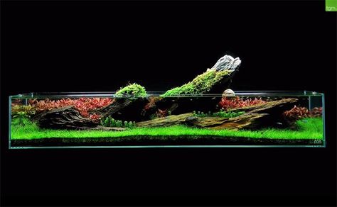 A convergence of aquascaping concepts Aquarium Photos, Aquarium Shop, Aquascape Design, Aquarium Terrarium, Nano Aquarium, Aquarium Landscape, Nature Aquarium, Aquascape Aquarium, Aquarium Design