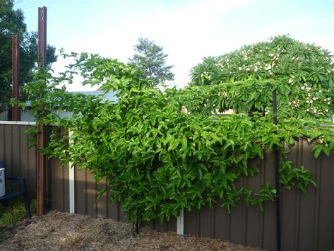 Granadilla Plant, Vine On Fence, Trellis Ideas Garden, Passion Fruit Vine, Outdoor Trellis Ideas, Picking Garden, Passionfruit Vine, Passiflora Edulis, Passion Fruit Plant