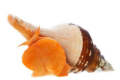 Horse Conch Shell, Padre Island Texas, Sea Snail, South Padre Island, Conch Shell, Ocean Art, Conch, Beach Life, Photo Sharing