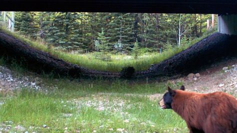 A wildlife underpass is reducing the number of collisions on the Trans-Canada Highway near Canmore. Wildlife Crossing, Ecology Projects, Kootenay National Park, Trans Canada Highway, Keystone Species, Save Wildlife, Helsingborg, Green Space, Perfect World