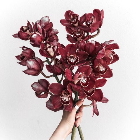 Burgundy Cymbidium Orchids, Burgundy Orchid Bouquet, Burgundy Orchid, Wedding December, Flower Garden Design, Christmas Event, Cymbidium Orchids, Cling Film, Edinburgh Castle