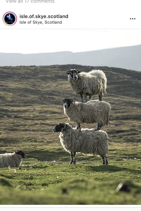 Isle Of Skye Scotland, Animal Magnetism, Shetland Sheep, Skye Scotland, Cute Wild Animals, Isle Of Skye, Cute Animal Photos, Animal Photo, Nature Photos